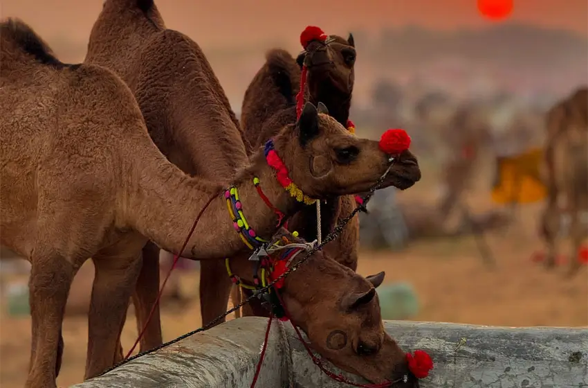 Colourful Rajasthan Tour Package 4 Nights 5 Days – Jaipur, Pushkar & Udaipur by Private Car