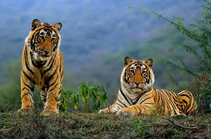Delhi to Sariska Wildlife Tour