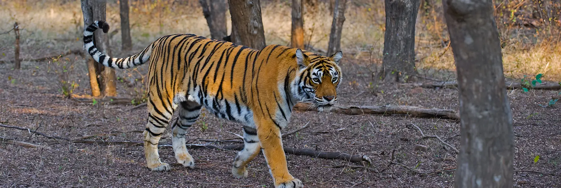 Heritage Rajasthan with Wildlife Tour