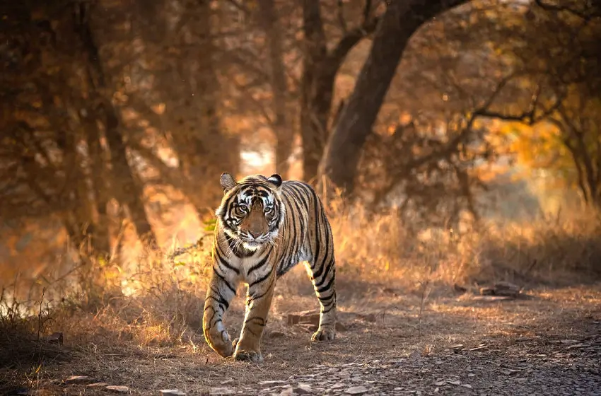Jaipur Ranthambore Wildlife Package