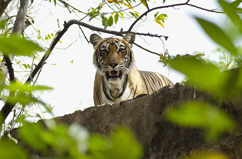 Golden Triangle with Ranthambore Tour
